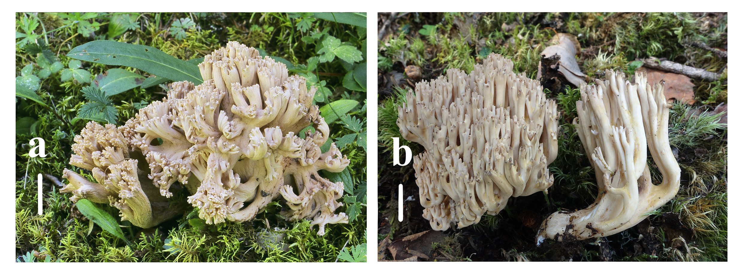 Figure 30